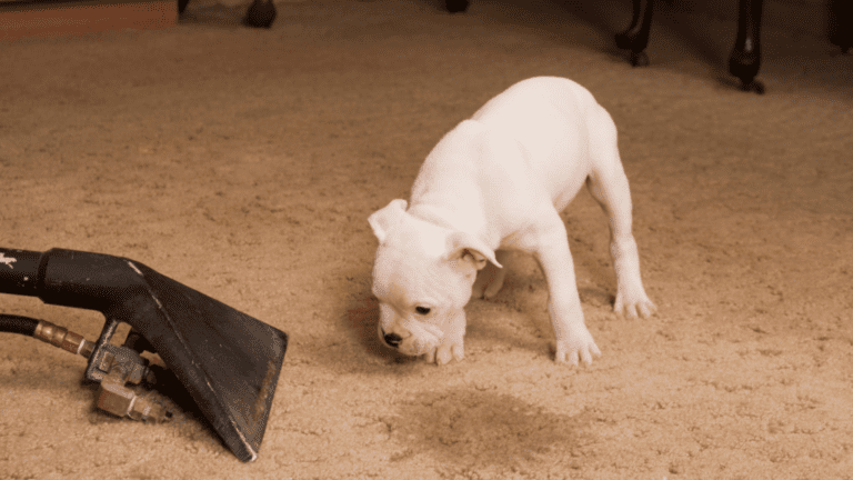 a puppy peed on carpet and standing besides it.
