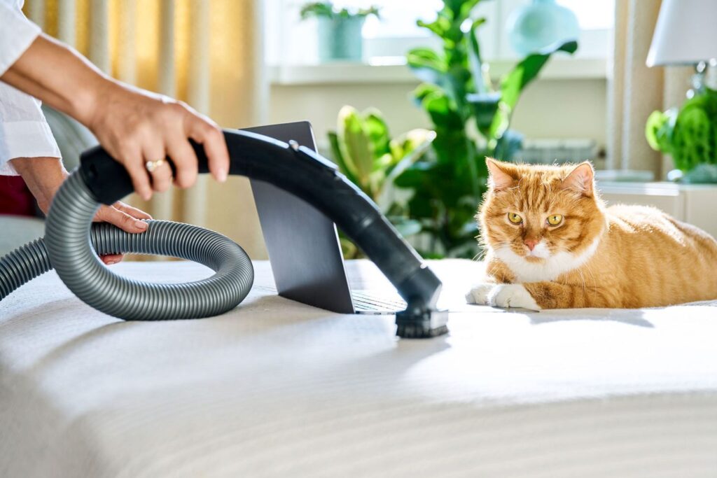 a person is vacuuming the pet urine and cat sitting besides and watching cleaning.