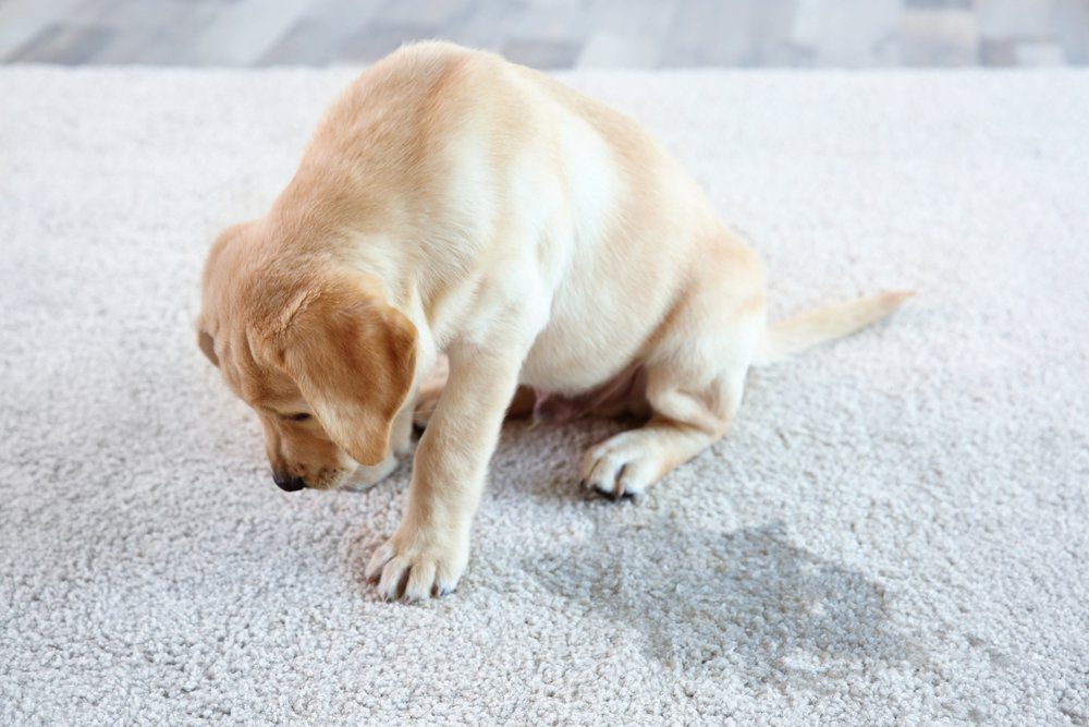 a dog peed on carpet and sitting sad beside the stain.
