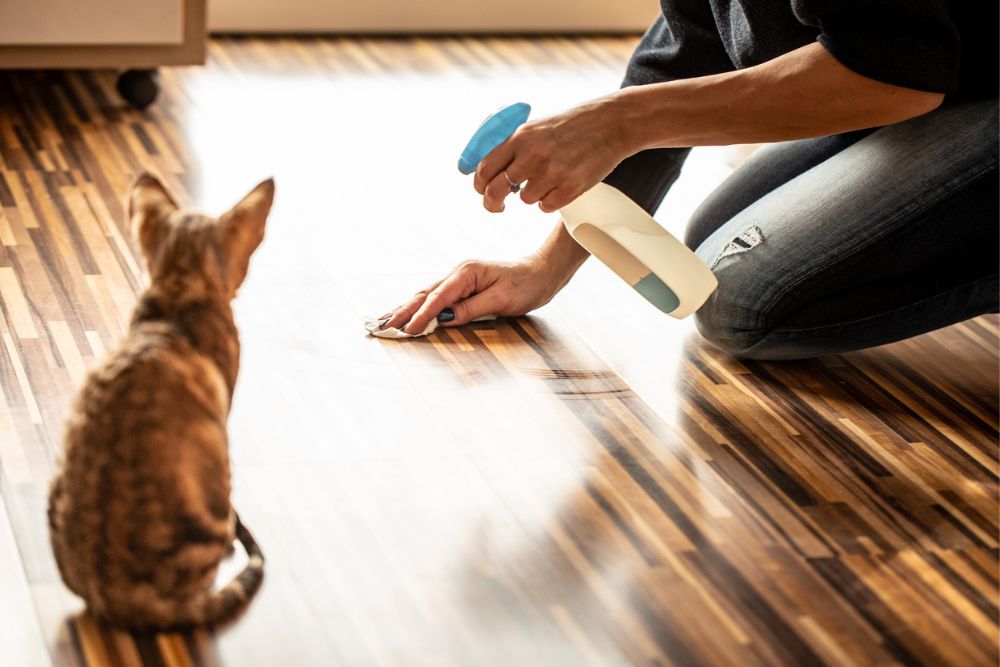 a person is spraying on the floor to remove pet accidents and a cat is also sitting in picture.