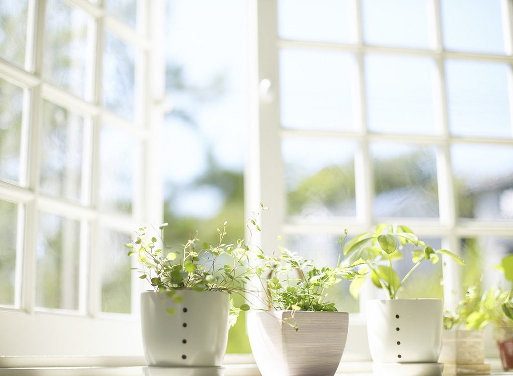 close shot of three indoor plants placed in a window, open window in background.