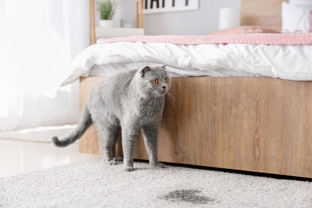 urine stain on carpet and a cat standing beside looking sad