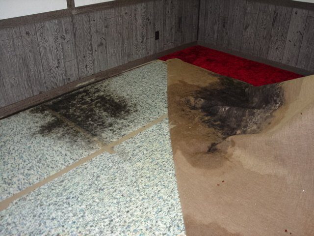 picture of a carpet with mold stain.