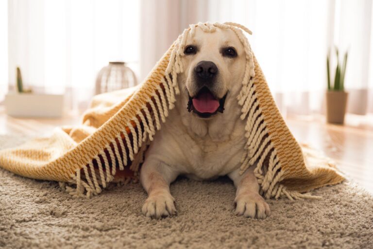 A dog is sitting on a carpet under a shawl.