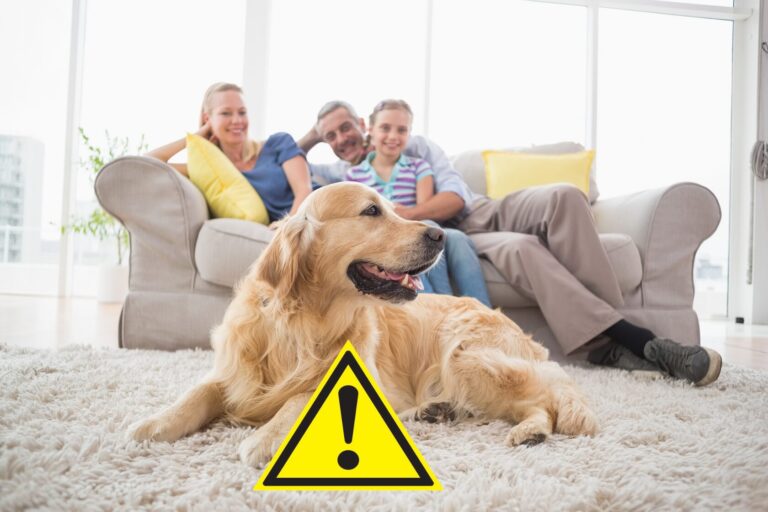 a golden retriever dog sitting on a carpet and a happy family in background sitting on couch.