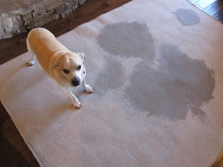 a dog standing on carpet after peeing on it and watching straight to the camera. Pee stains can also seen on carpet.