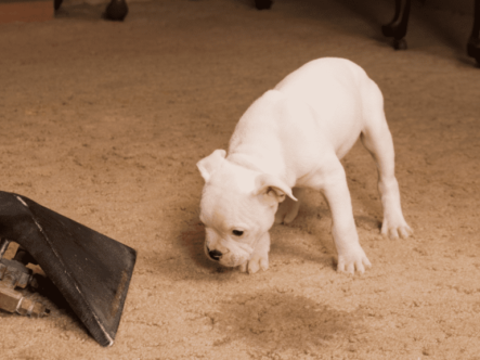 a puppy peed on carpet and standing besides it.